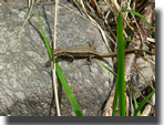 Podarcis muralis